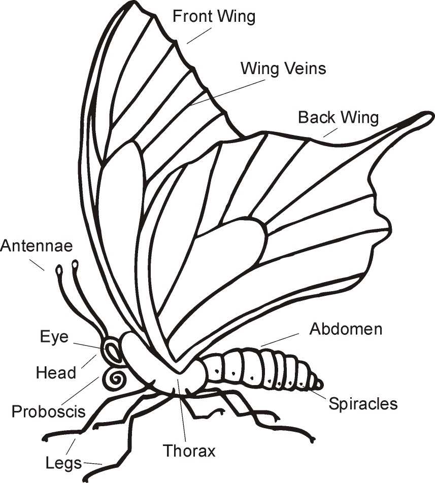 parts of a butterfly diagram