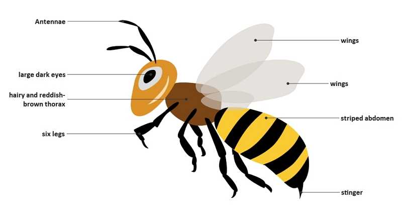 bee body parts diagram