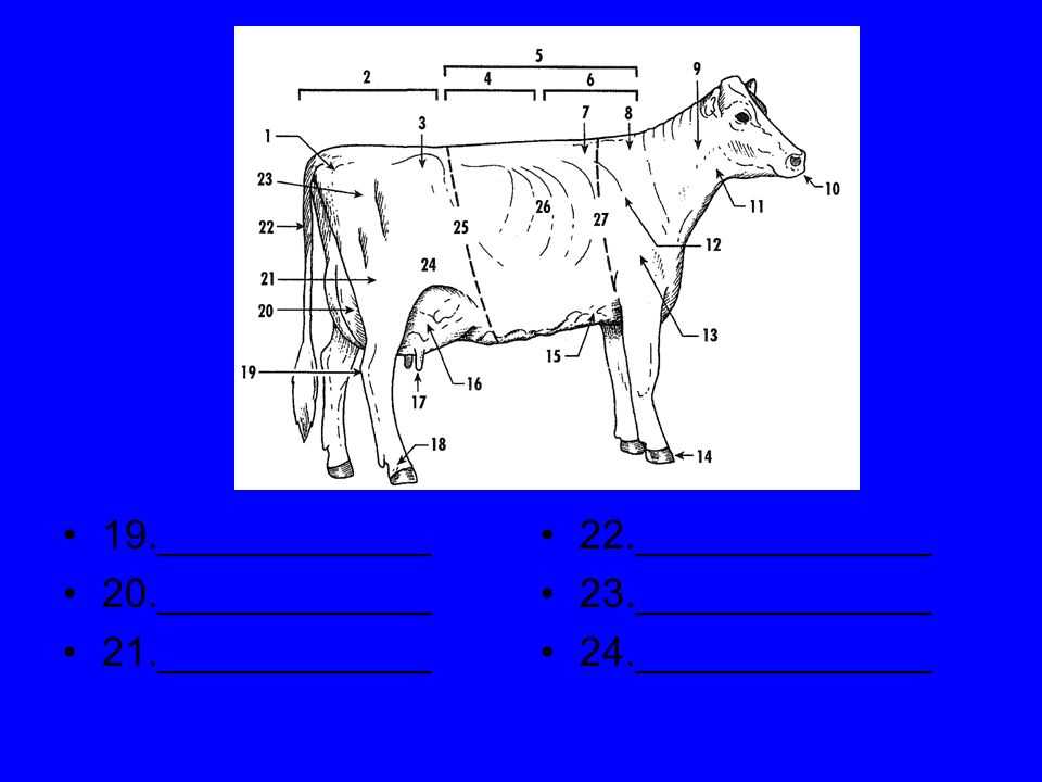 parts of a dairy cow diagram