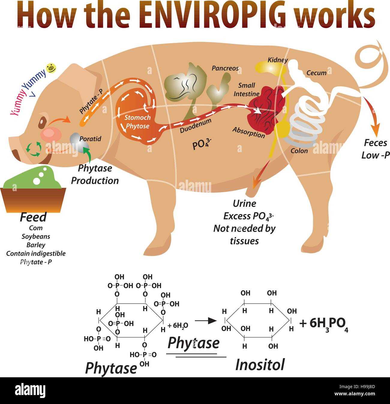 parts of a hog diagram