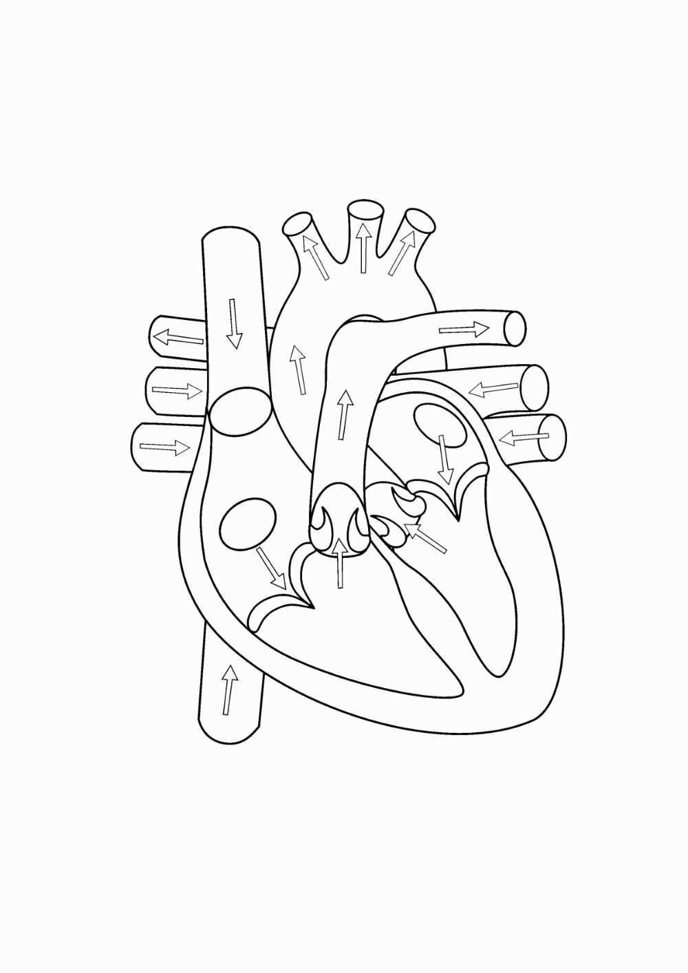 parts of the heart blank diagram