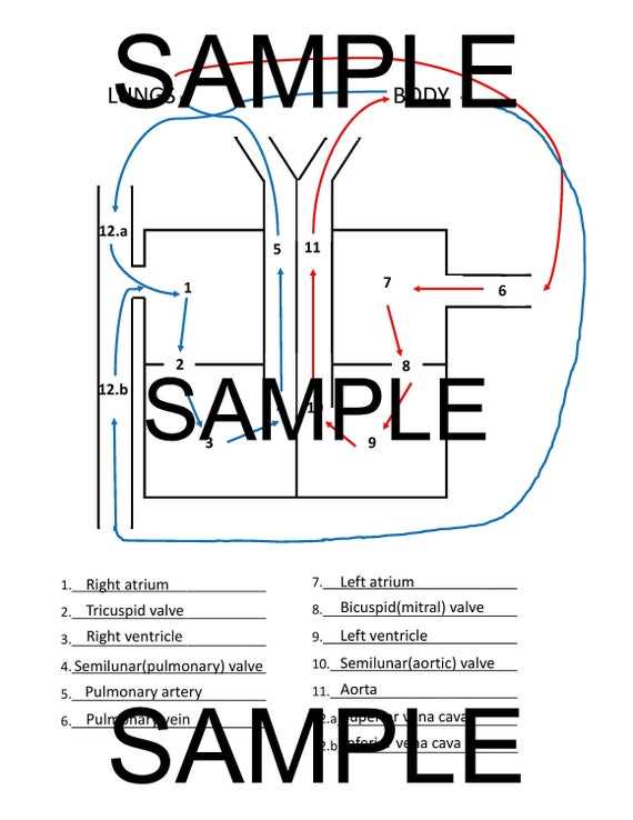 parts of the heart blank diagram