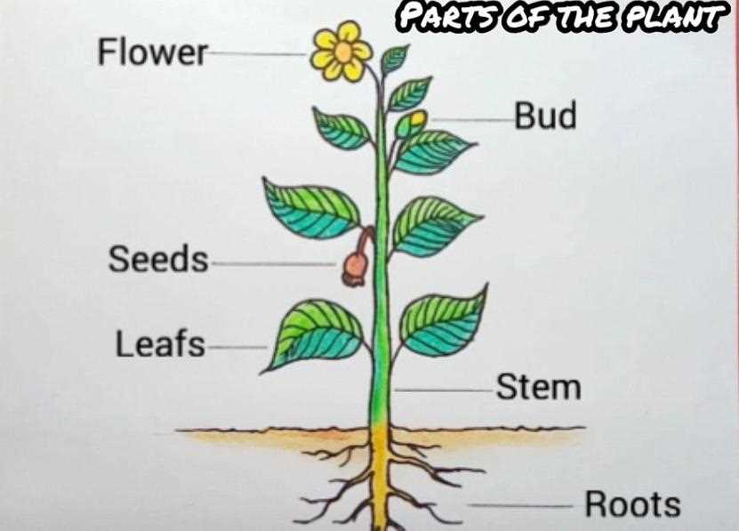 diagram label the parts of a plant