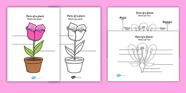 diagram label the parts of a plant