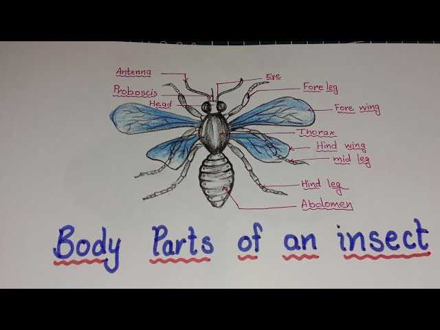 simple diagram of insect body parts