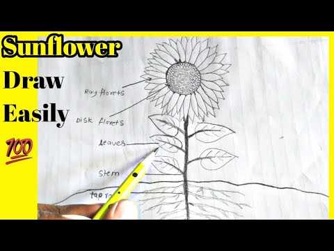 sunflower parts diagram