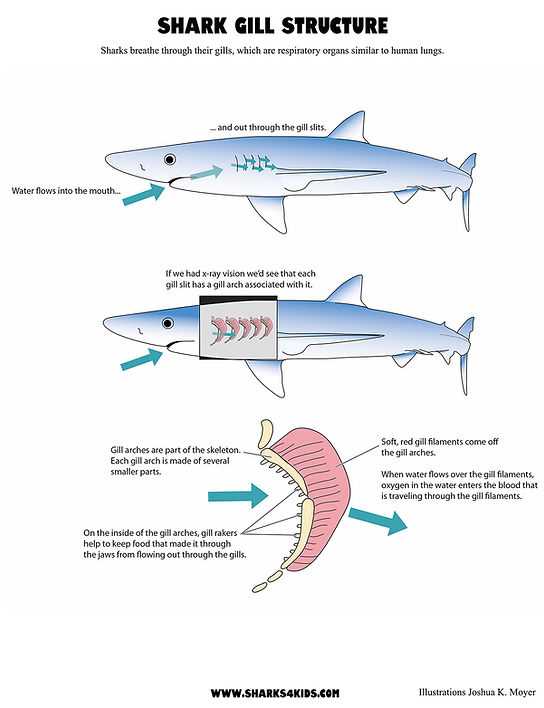 tiger shark parts diagram