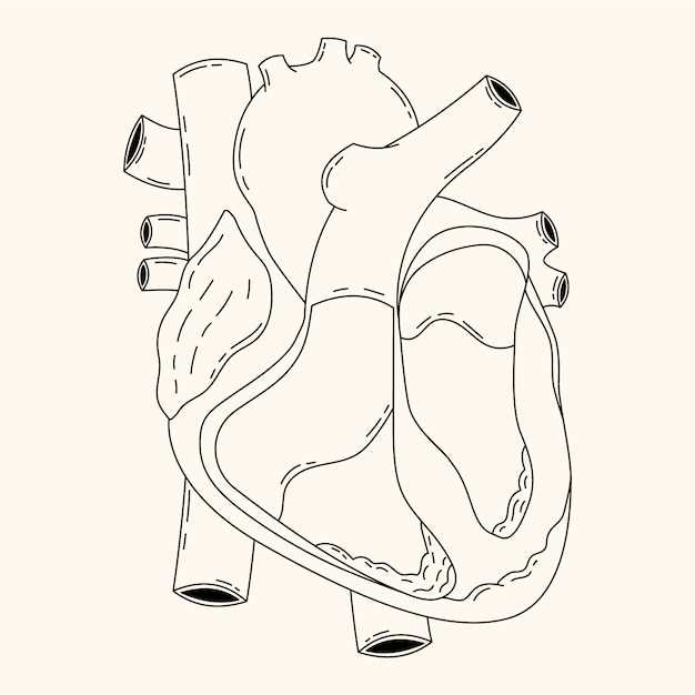 parts of the heart blank diagram