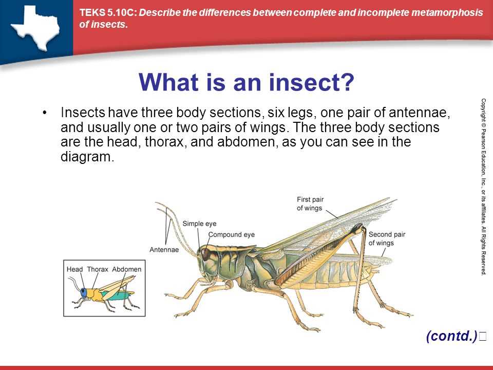 simple diagram of insect body parts