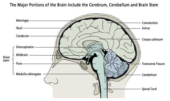 diagram of the brain and what each part does