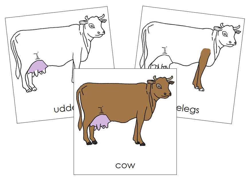 parts of a dairy cow diagram