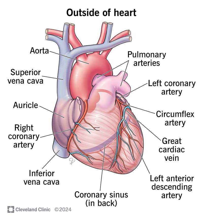 heart parts diagram