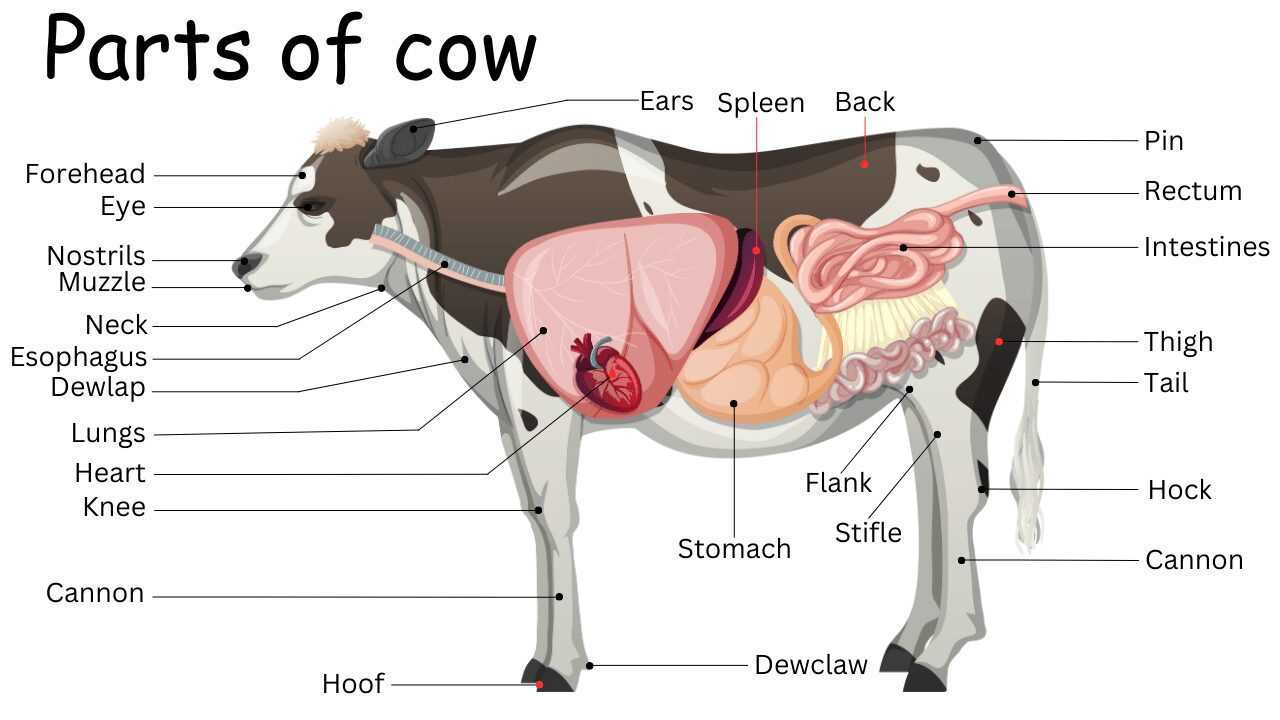 parts of a dairy cow diagram