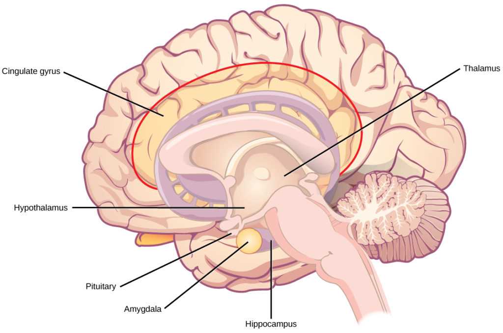 diagram of the brain and what each part does