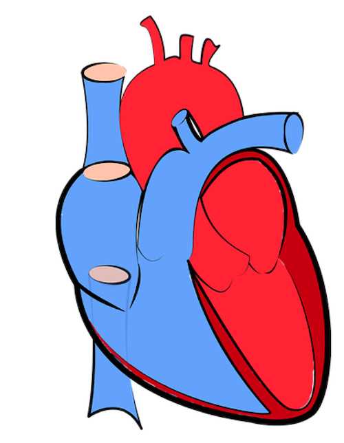 parts of the heart blank diagram