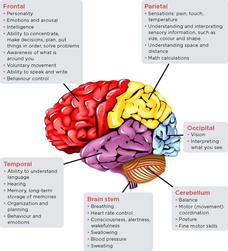 diagram of the brain and what each part does