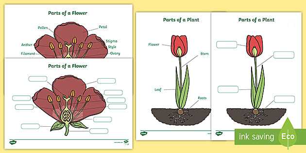 diagram label the parts of a plant