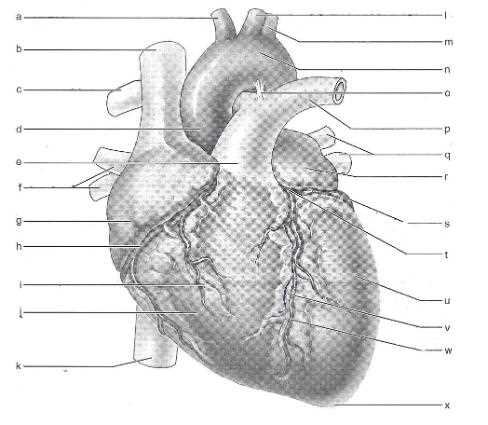 parts of the heart blank diagram