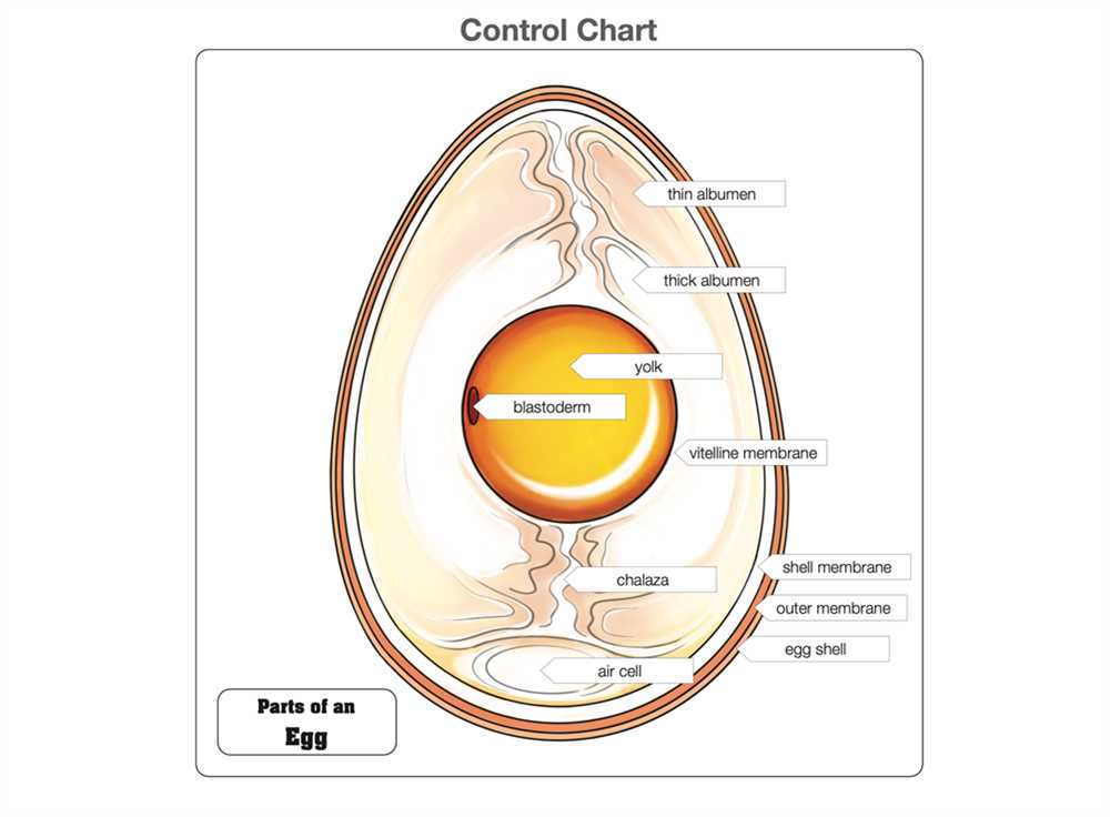 green egg parts diagram