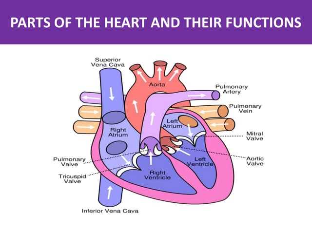 heart parts diagram