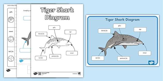 tiger shark parts diagram