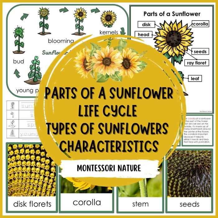 sunflower parts diagram
